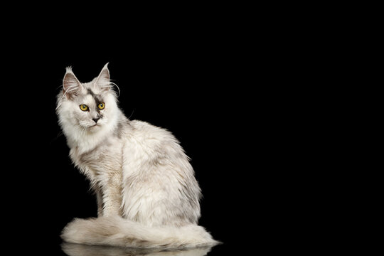 Silver tabby Maine Coon cat sitting sideways with angry expression and empty copy space on black background