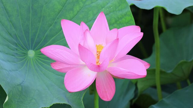 ハスの花とミツバチ