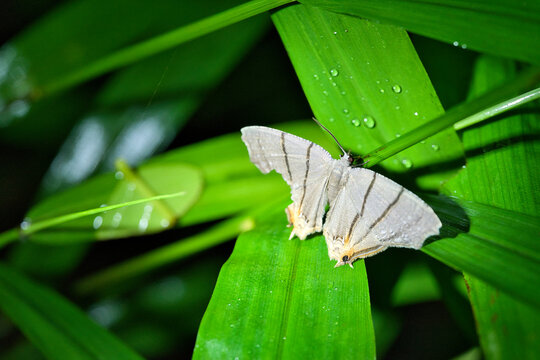 Top view macro of a pale gray striped moth resting on a green leaf with water droplets.