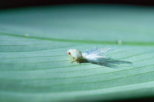 Side profile macro of a tiny planthopper nymph with red eyes and a fluffy waxy tail.
