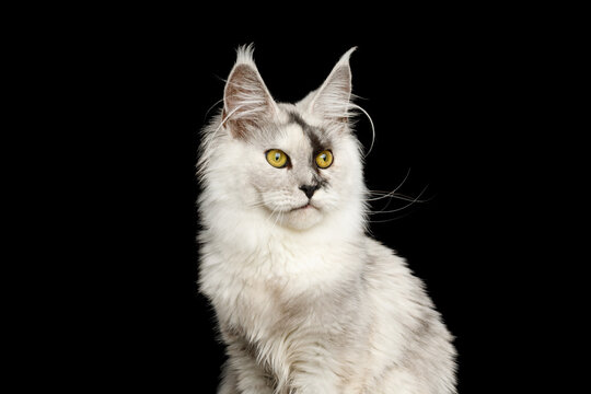 Silver tabby Maine Coon cat portrait facing camera isolated on black background