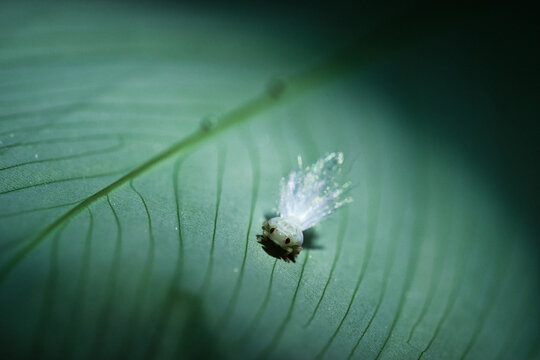 Front view macro photography of a miniature planthopper nymph on a green leaf.