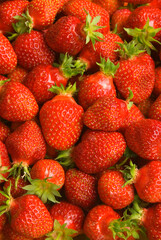 U-pick strawberries, Fordyce Farm, Marion County, Oregon © George