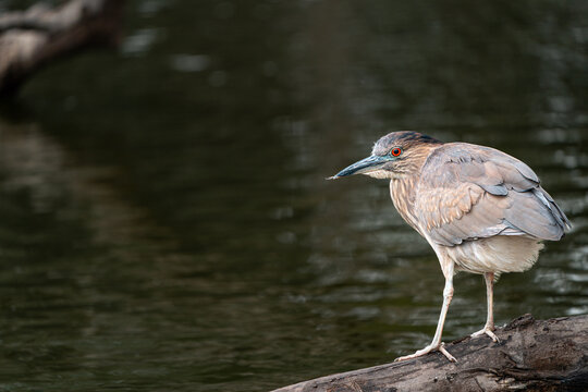 Black-crowned night heron perched on a fallen log in Olive Tree Park, Lima, Peru