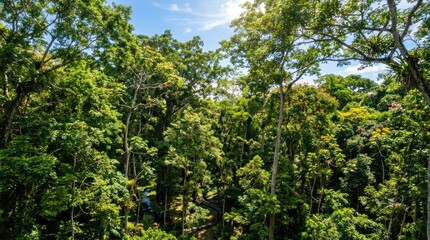 Fototapeta premium Dense green forest canopy looking up through trees.