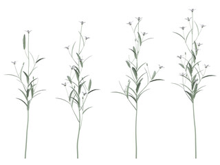 Fototapeta premium Mouse-ear Chickweed Isolated PNG, Flowering Wildflower, Transparent Background