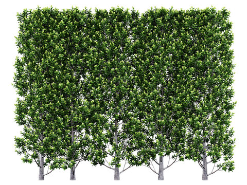 Indian Laurel Fig Hedge Isolated PNG, Evergreen Hedge, Transparent Background