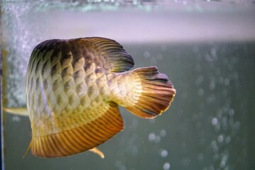 Detailed texture of the golden scales and tail fin of an Asian arowana fish swimming near water bubbles. © Andipapatonk