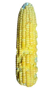 Half eaten corn cob
