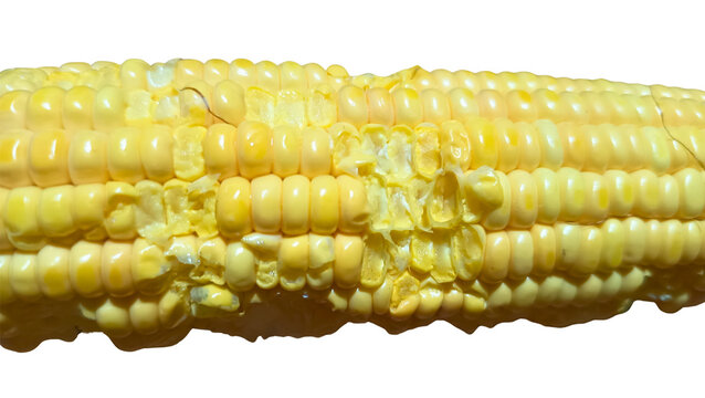 close up eaten corn cob