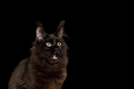 Black Maine Coon cat with mouth open in surprise expression and empty copy space isolated on black background