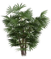 Fototapeta premium Lady Palm Isolated PNG, Multi Stem Fan Palm, Transparent Background