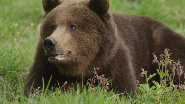 Slow motion close-up of a large Eurasian brown bear with saliva on its lips, raising its head as if communicating before foraging again.
