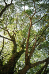 Fototapeta premium Trees with dragon scales fern in the tropical forest