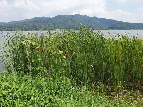 Cattail Wetland Beside a Scenic Mountain Lake Under Summer Sky