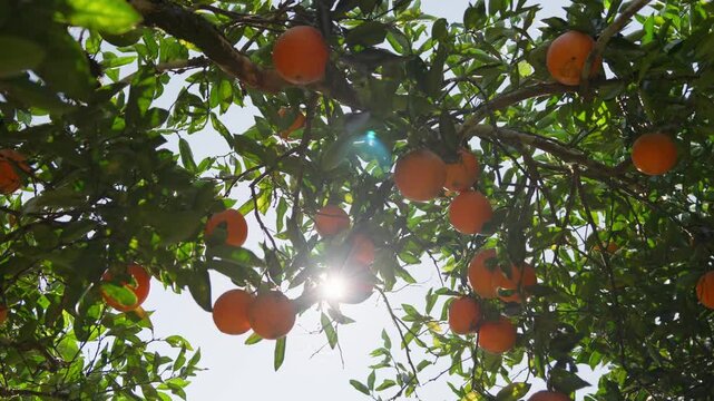 Golden sunlight filters through ripe oranges hanging on a citrus tree. Warm backlighting highlights the fruit and leaves, creating a vibrant natural orchard scene.