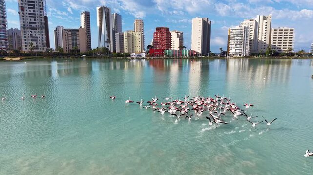 Flock of flamingos wading in a turquoise salt lake in Calpe, Spain, with modern city buildings and blue sky reflected on calm water