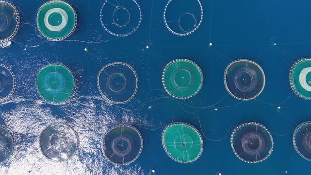 Overhead view of an offshore fish farm with multiple circular aquaculture net cages floating on deep blue ocean water, connected by mooring lines