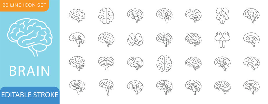 Brain Line Icon Set. Cerebrum, Hypothalamus, Amygdala, Hippocampus Formation and Medulla Oblongata - Editable Vector Illustration
