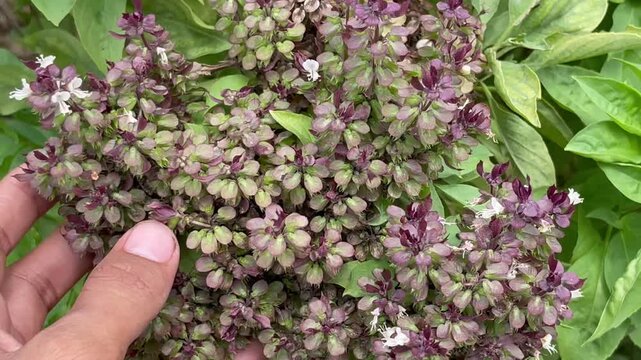 Blooming Thai Basil Plant with Purple Flowers and Green Leaves in Garden