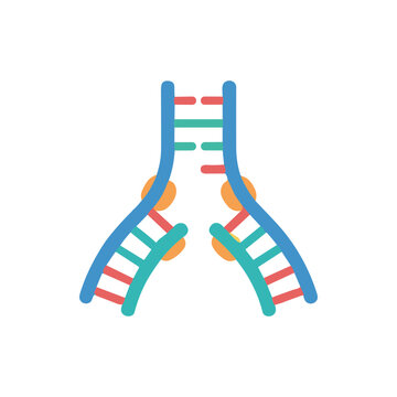 DNA replication fork shows the biological process of genetic material duplicating for cell division.