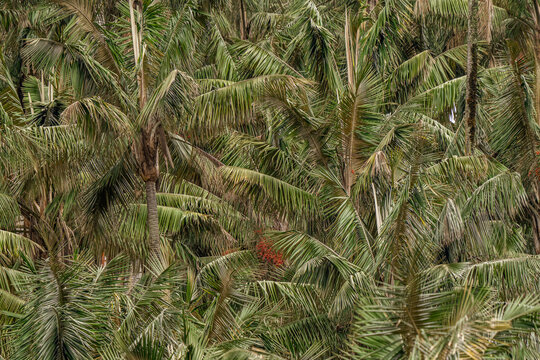 Wax palm trees, native to the humid montane forests of the Andes, towering the landscape of Cocora Valley at Salento, among the coffee zone of Colombia