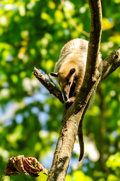 Collared Anteater, Lesser Anteater (Tamandua tetradactyla) in the subtropical rainforest of argentina