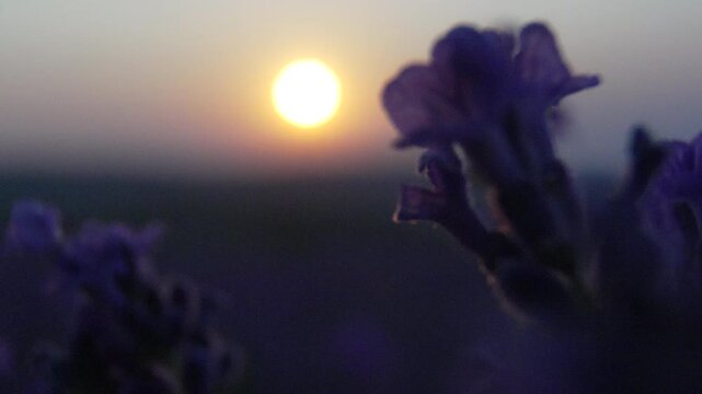 Lavender flowers sunset purple nature blooming in a peaceful field at golden hour providing a beautiful botanical and tranquil scenic background concept