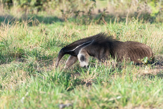 Giant anteater foraging on the grassland in south american habitat with anteater wildlife grassland