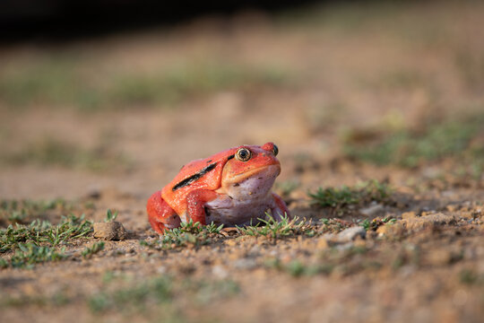 Close-up of a small colorful orange and brown toad resting on a textured dark wooden log with amphibian