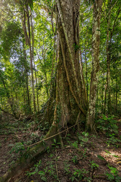 Large ancient tropical tree trunk with thick woody vines in lush green rainforest environment, tropical