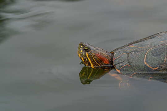 Red-Eared Slider Turtle Swimming in Calm Water With Copy Space
