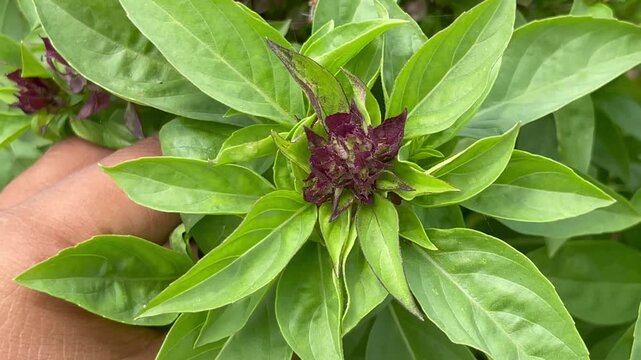 Fresh Thai Basil Plant with Purple Flowers Growing in Garden