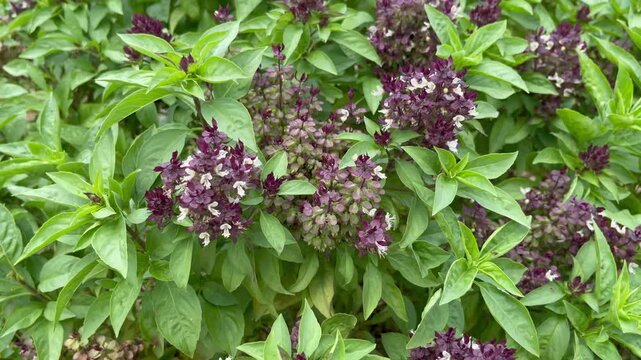 Fresh Thai Basil Plant with Purple Flowers Growing in Garden