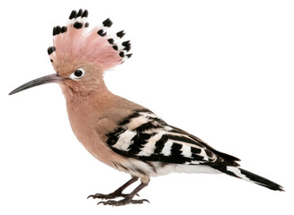Eurasian Hoopoe Bird with Crest Raised © Jarwo