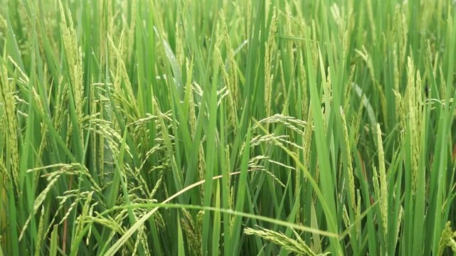 Footage of a rice plant that has fruited in the wind