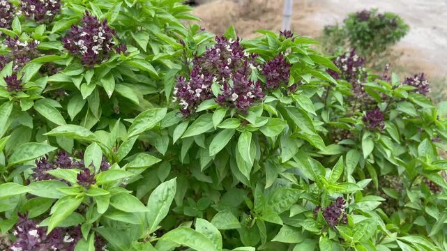 Fresh Thai Basil Plant with Purple Flowers Growing in Garden