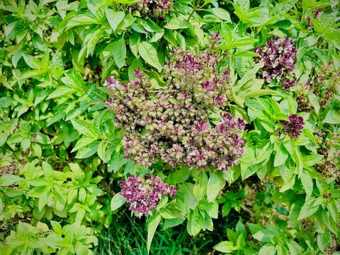 Blooming Thai Basil Plant with Purple Flowers and Green Leaves in Garden