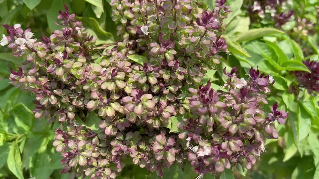 Flowering Niazbo (Sweet Basil) Shrub with Purple Blossom Clusters 