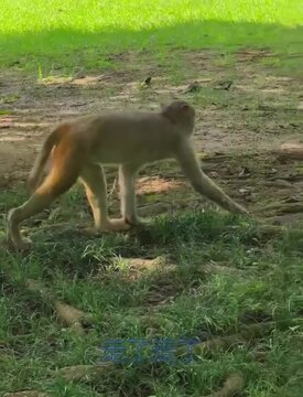 Peaceful Monkey in Nature 