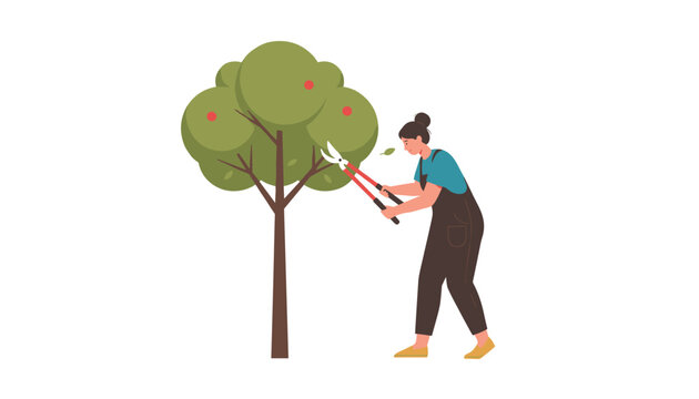 Young woman wearing professional overalls prunes branches of an apple tree using large red pruning shears in her garden.