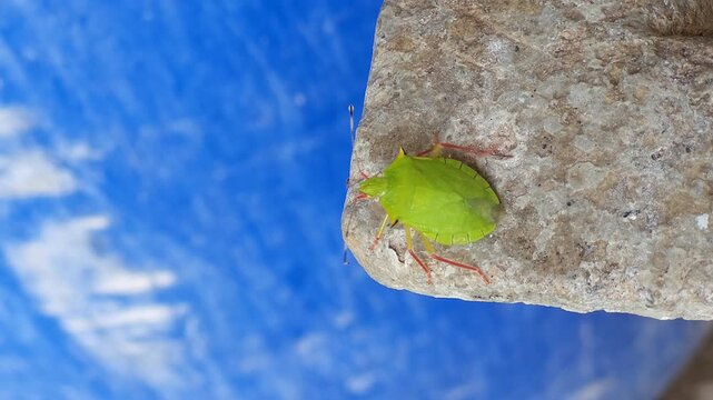 Green Shield Bug Walking Across Rough Concrete Surface