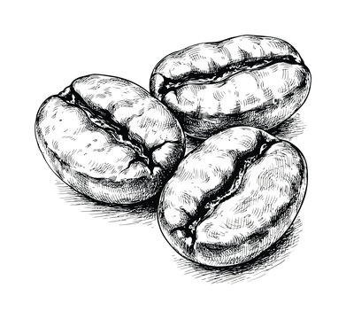 白い背景に 3 つの焙煎コーヒー豆の手描き