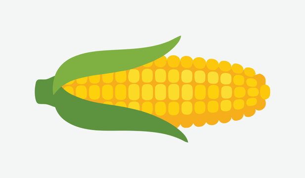 Fresh ear of yellow corn with green husks vegetable agriculture nutrition illustration isolated culinary ingredient