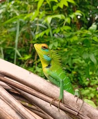 Fototapeta premium Small Green Lizard Resting on a Plant Leaf in Garden