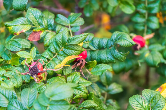 Close-up of rosehip fruits ripening in September and October, medicinal red rosehip fruits on the tree,