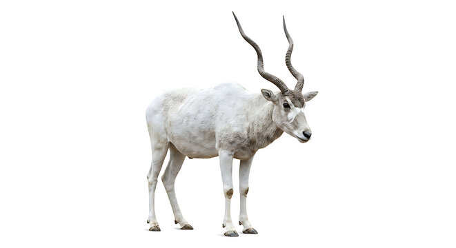 Addax antelope standing isolated on white background, rare white antelope with spiral horns cutout view