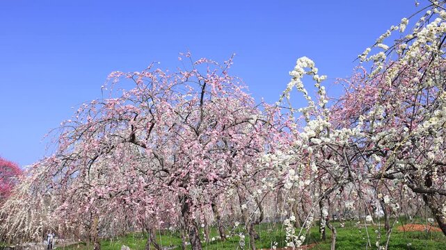 いなべ市農業公園の梅林