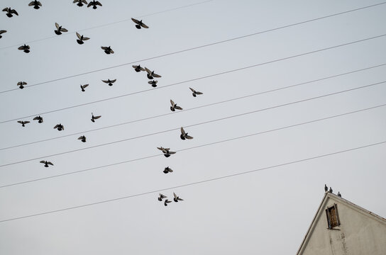 A flock of pigeons flying across power lines against a pale sky with a building gable in the corner