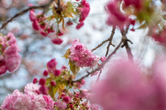 Close-up of vibrant pink double cherry blossoms with soft focus foreground and background in spring